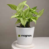 Magnon Plant Product 